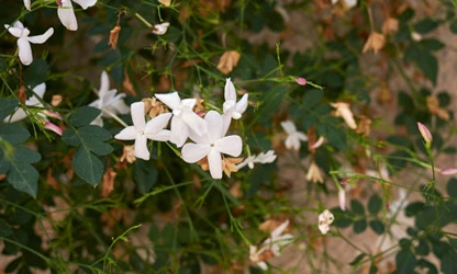 Jasmine (Spanish ) flowers-gallery-11