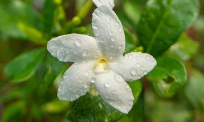 Jasmine (Spanish ) flowers-gallery-12