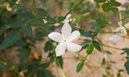 Jasmine (Spanish ) flowers-gallery-2