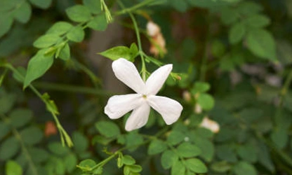 Jasmine (Spanish ) flowers-gallery-3