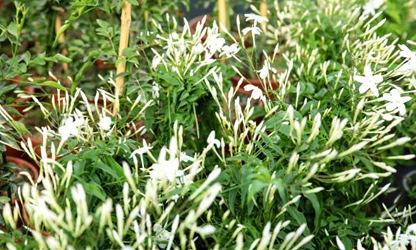 Jasmine (Spanish ) flowers-gallery-4