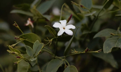 Jasmine (Spanish ) flowers-gallery-5