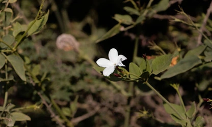 Jasmine (Spanish ) flowers-gallery-6
