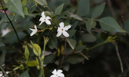 Jasmine (Spanish ) flowers-gallery-7