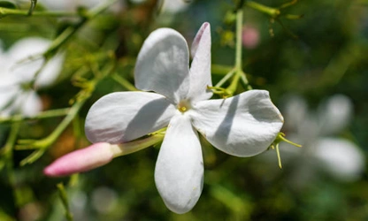 Jasmine (Spanish ) flowers-gallery-8