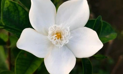 Jasmine (Spanish ) flowers-gallery-9