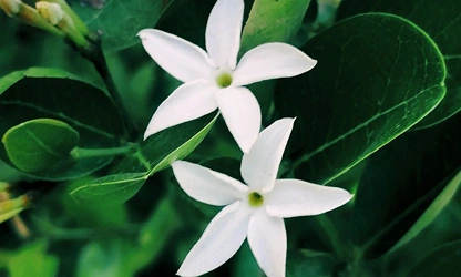Jasmine (White ) flowers-galllery-1