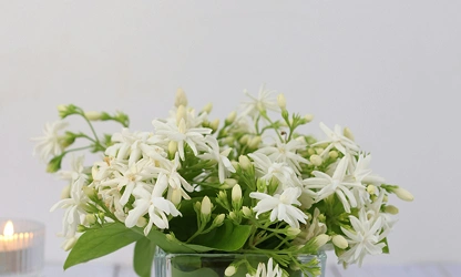 Jasmine (White ) flowers-galllery-10