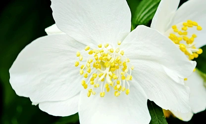 Jasmine (White ) flowers-galllery-11