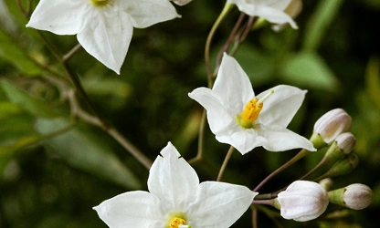 Jasmine (White ) flowers-galllery-12