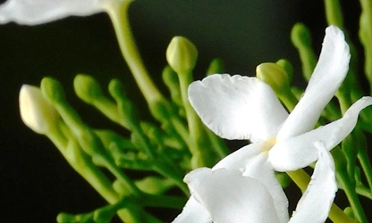 Jasmine (White ) flowers-galllery-13