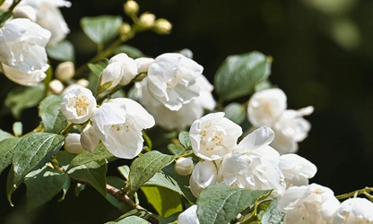 Jasmine (White ) flowers-galllery-14