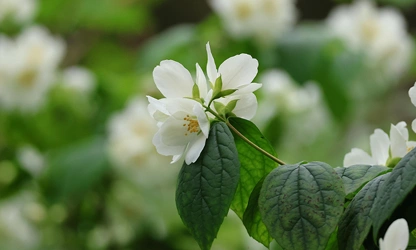 Jasmine (White ) flowers-galllery-15