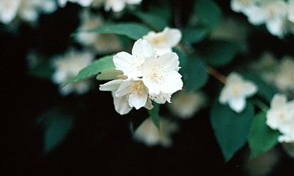 Jasmine (White ) flowers-galllery-16