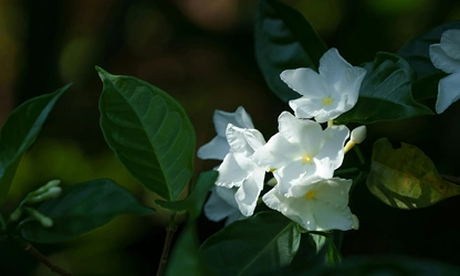 Jasmine (White ) flowers-galllery-2