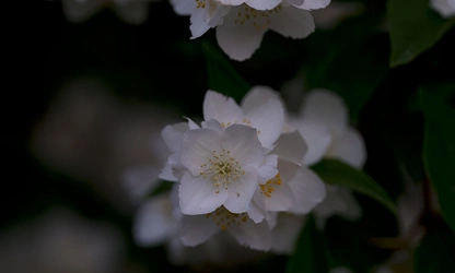 Jasmine (White ) flowers-galllery-3