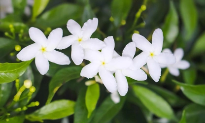 Jasmine (White ) flowers-galllery-4
