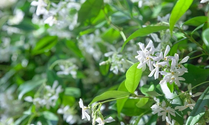 Jasmine (White ) flowers-galllery-5