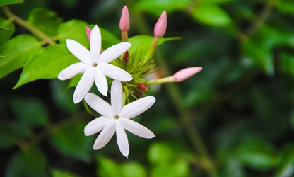 Jasmine (White ) flowers-galllery-6