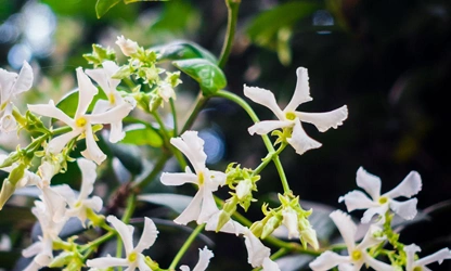 Jasmine (White ) flowers-galllery-7