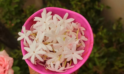 Jasmine (White ) flowers-galllery-8