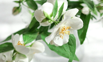 Jasmine (White ) flowers-galllery-9