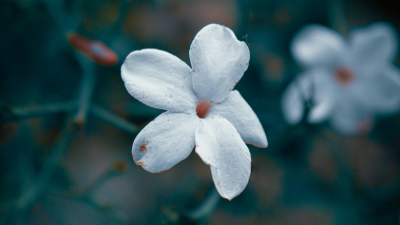 Jasmine(Spanish) featured Image