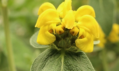 Jerusalem Sage flowers-gallery-1