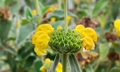Jerusalem Sage flowers-gallery-10