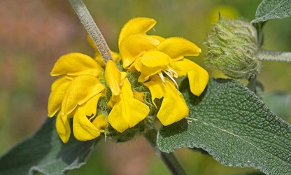 Jerusalem Sage flowers-gallery-11
