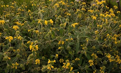 Jerusalem Sage flowers-gallery-12