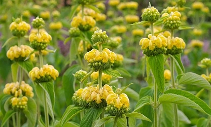 Jerusalem Sage flowers-gallery-13