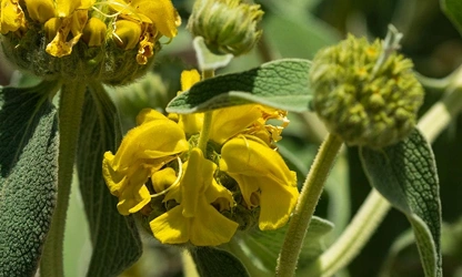 Jerusalem Sage flowers-gallery-14