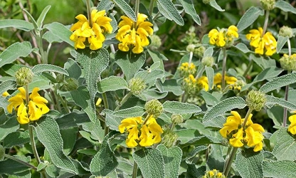Jerusalem Sage flowers-gallery-2