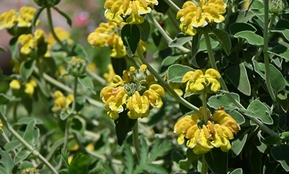 Jerusalem Sage flowers-gallery-3