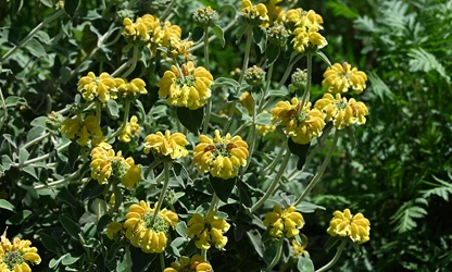Jerusalem Sage flowers-gallery-4