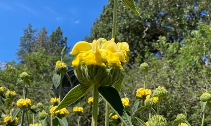 Jerusalem Sage flowers-gallery-5