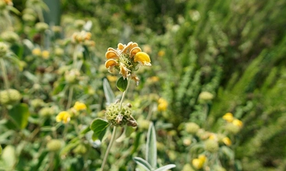 Jerusalem Sage flowers-gallery-6