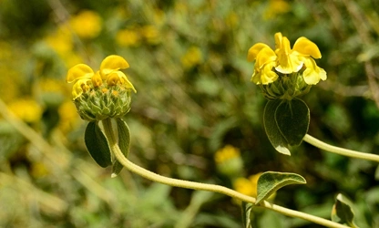 Jerusalem Sage flowers-gallery-7