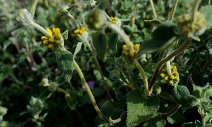 Jerusalem Sage flowers-gallery-8