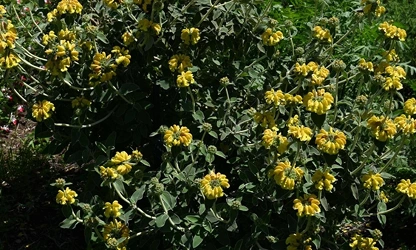 Jerusalem Sage flowers-gallery-9