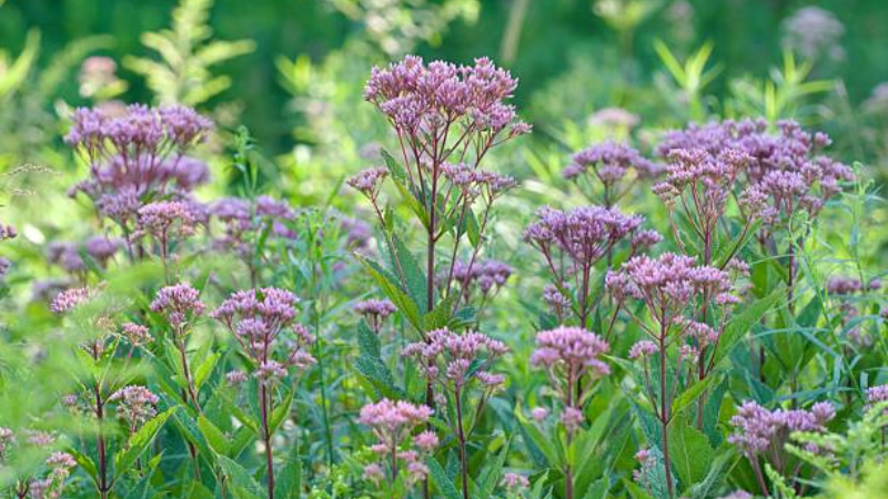 Joe-Pye Weed-featured