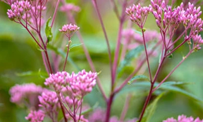 Joe-Pye Weed-gallery-1