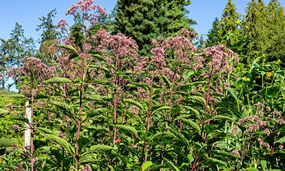 Joe-Pye Weed-gallery-10