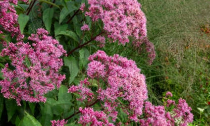Joe-Pye Weed-gallery-11