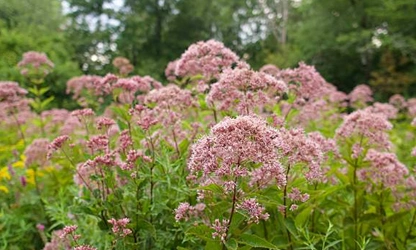 Joe-Pye Weed-gallery-12