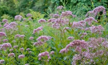 Joe-Pye Weed-gallery-2