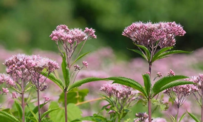 Joe-Pye Weed-gallery-3