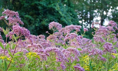 Joe-Pye Weed-gallery-4