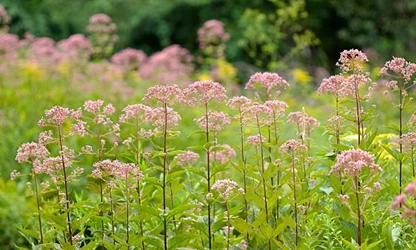 Joe-Pye Weed-gallery-5